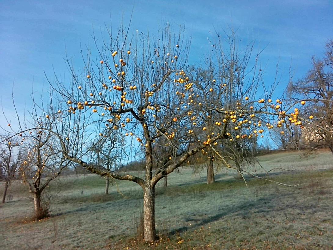 Früchte am Baum