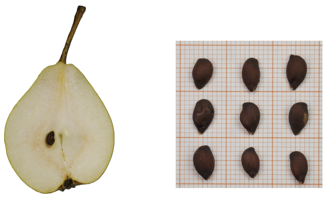 IDs: 206 & 205_bis_206