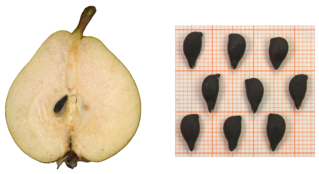 IDs: 759 & 758_bis_760