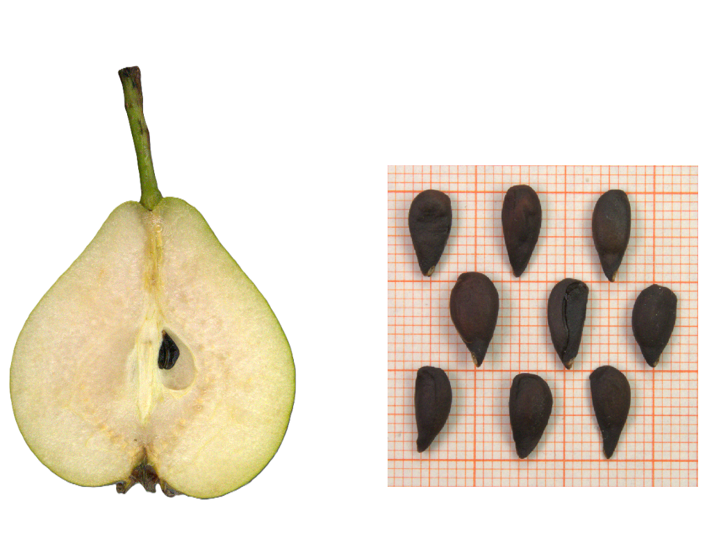 IDs: 402 & 737 bis 739