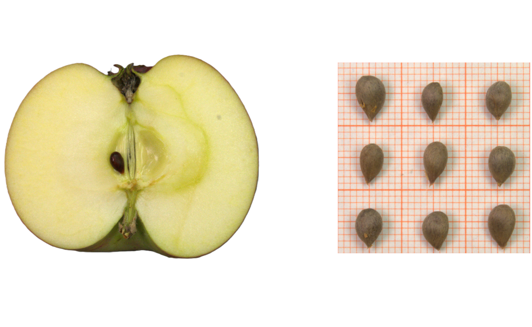 IDs: 799 & 798 bis 800