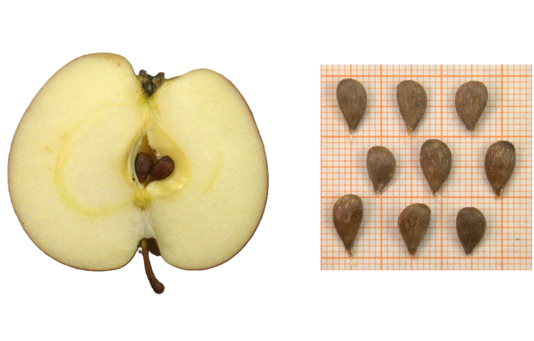 IDs: 1610 & 1610 bis 1611