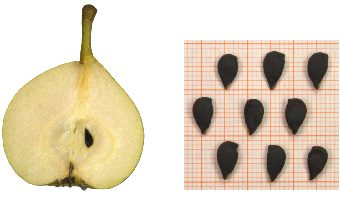 IDs: 1071 & 1069 bis 1072