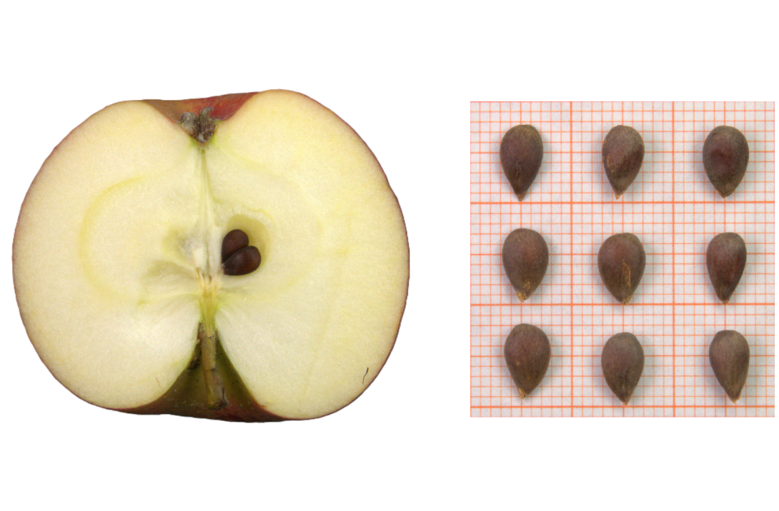 IDs: 176 & 174 bis 176