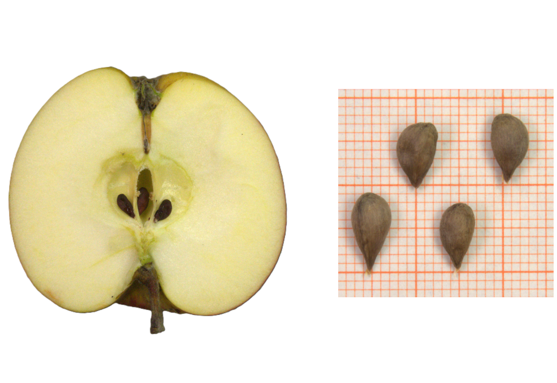 IDs: 859 & 859 bis 862