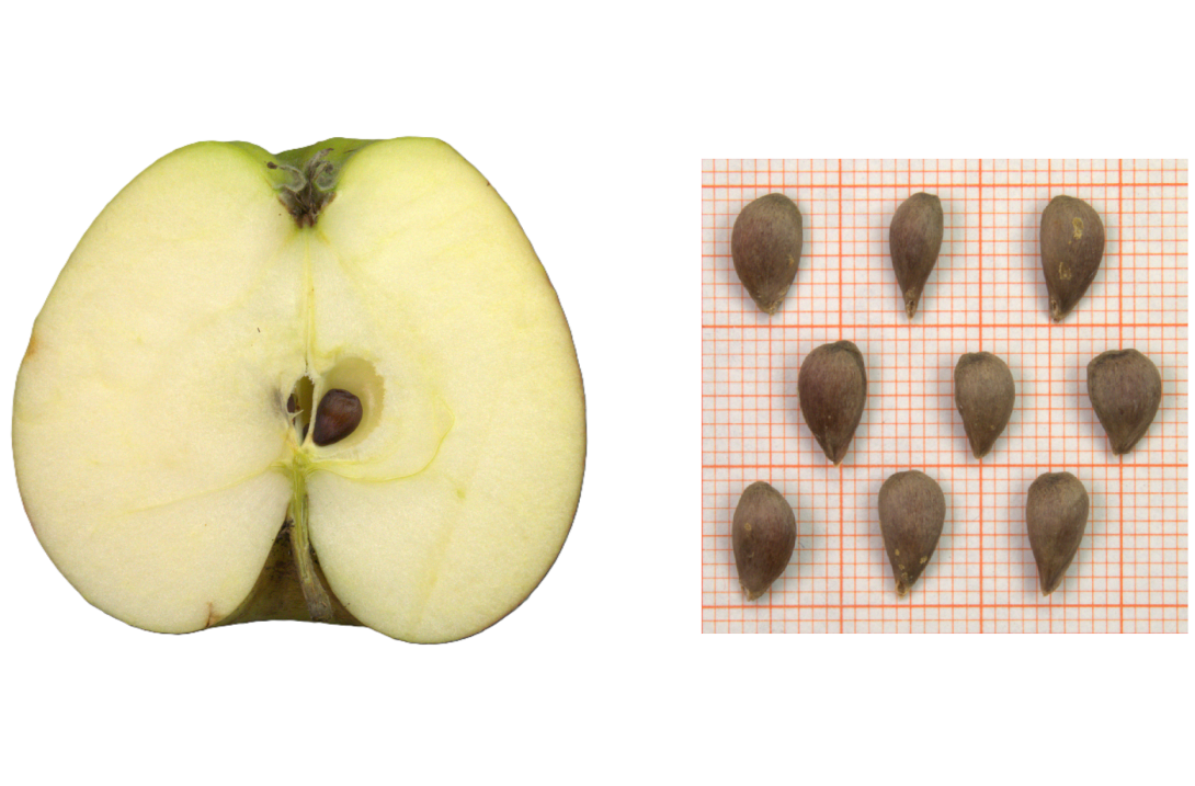 IDs: 306 & 306 bis 308