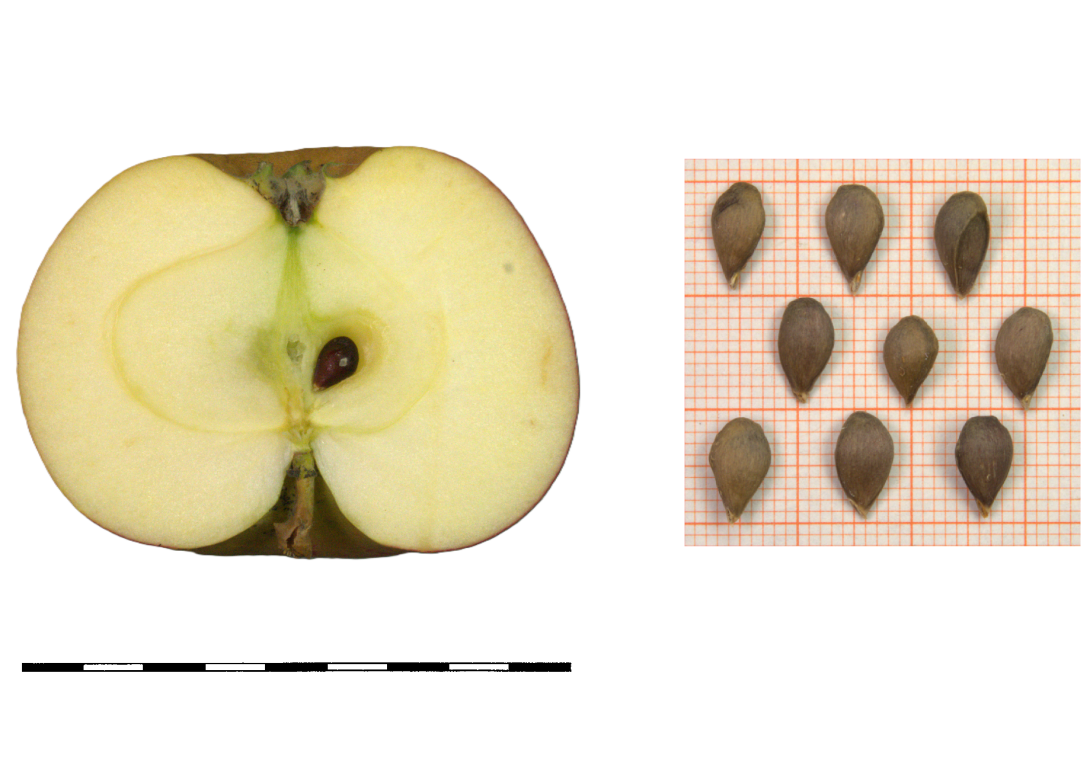 IDs: 1259 & 1259 bis 1261