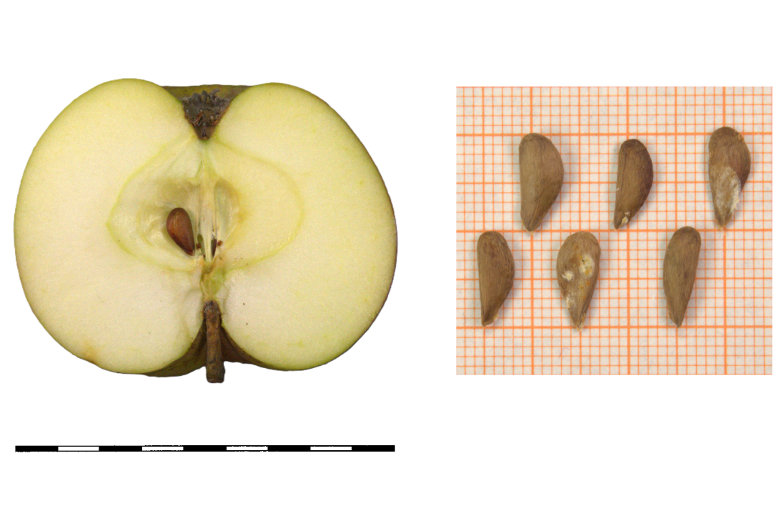 IDs: 1541 & 1662 bis 1663