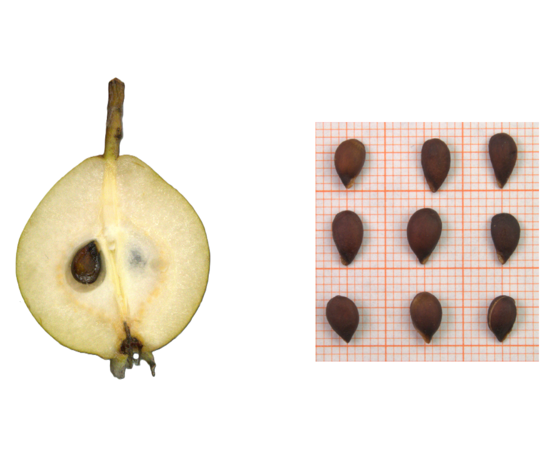 IDs: 982 & 74 bis 77