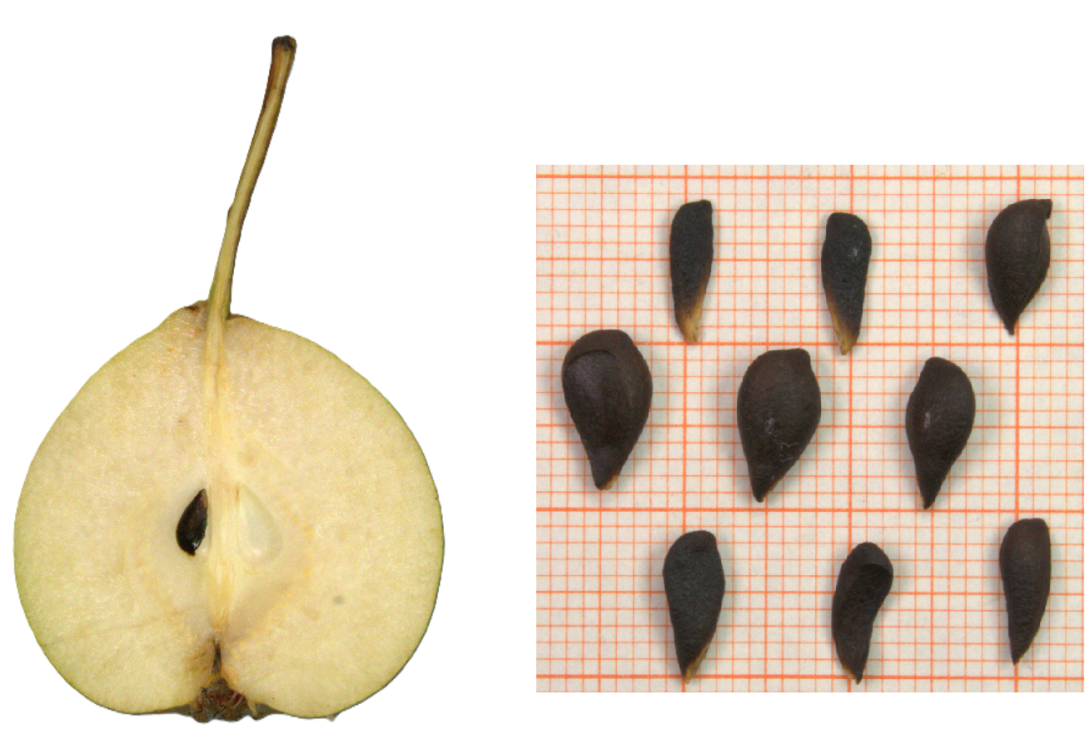 IDs: 1138 & 1137 bis 1139