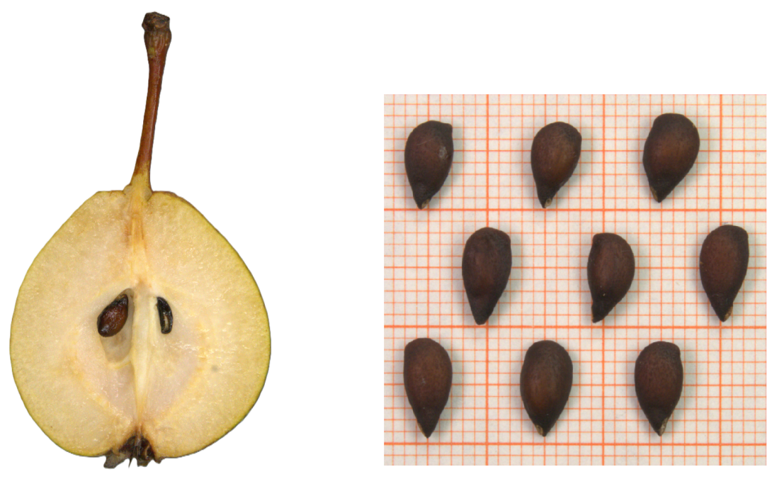 IDs: 788 & 787 bis 790