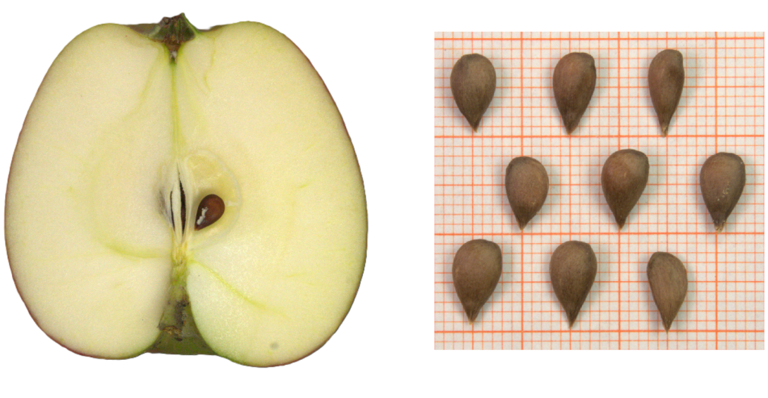 IDs: 735 & 735 bis 736