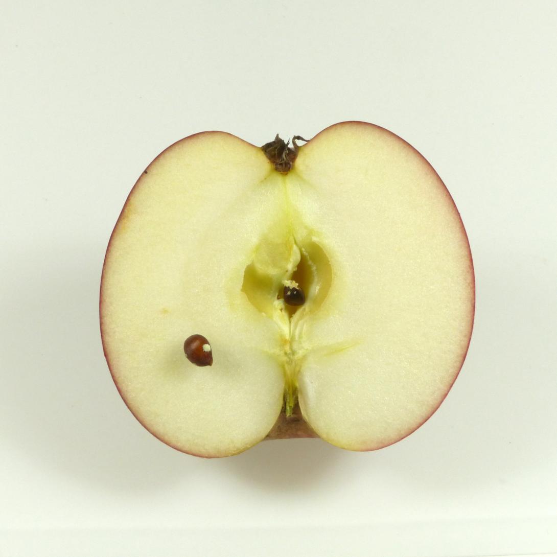 Großwallstädter Rosenapfel Längsschnitt (2)