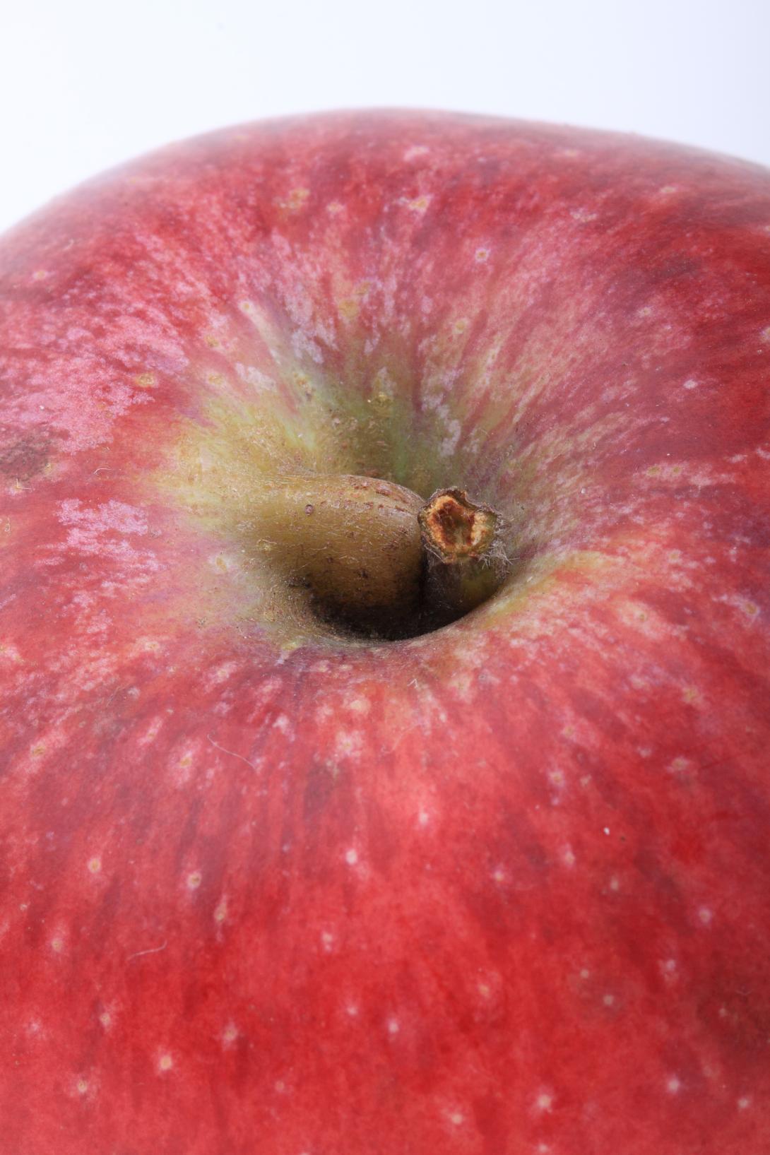 Siebenschläfer Stielnase