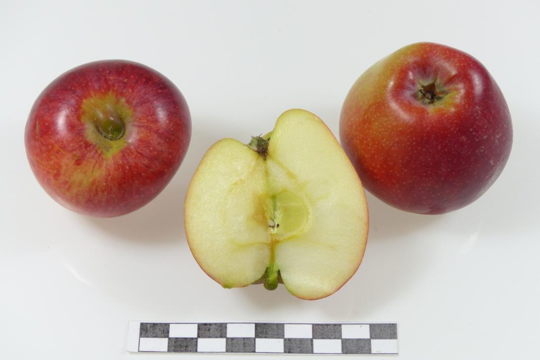 Siebenschläfer Gruppe mit Schnittbild