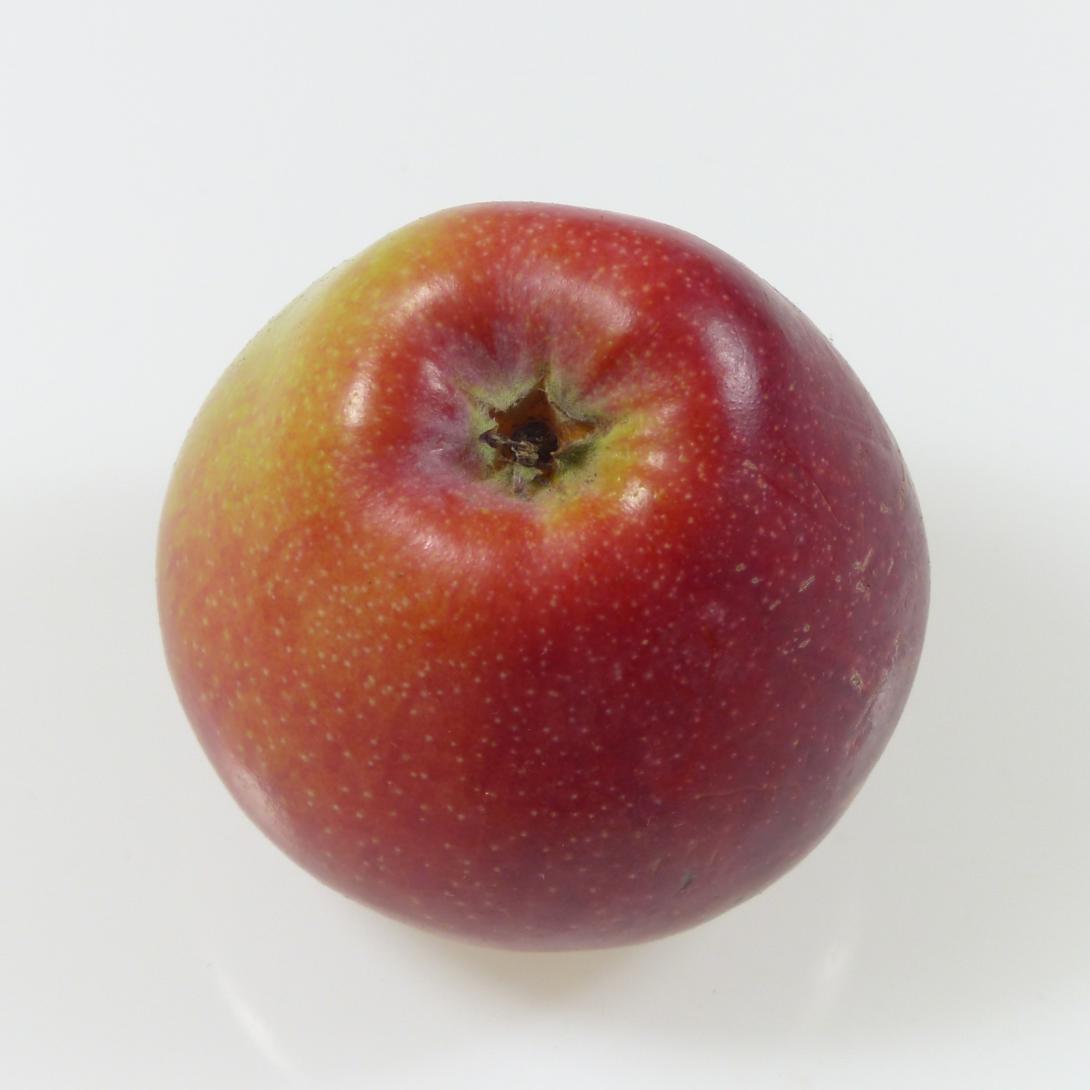 Siebenschläfer Kelch