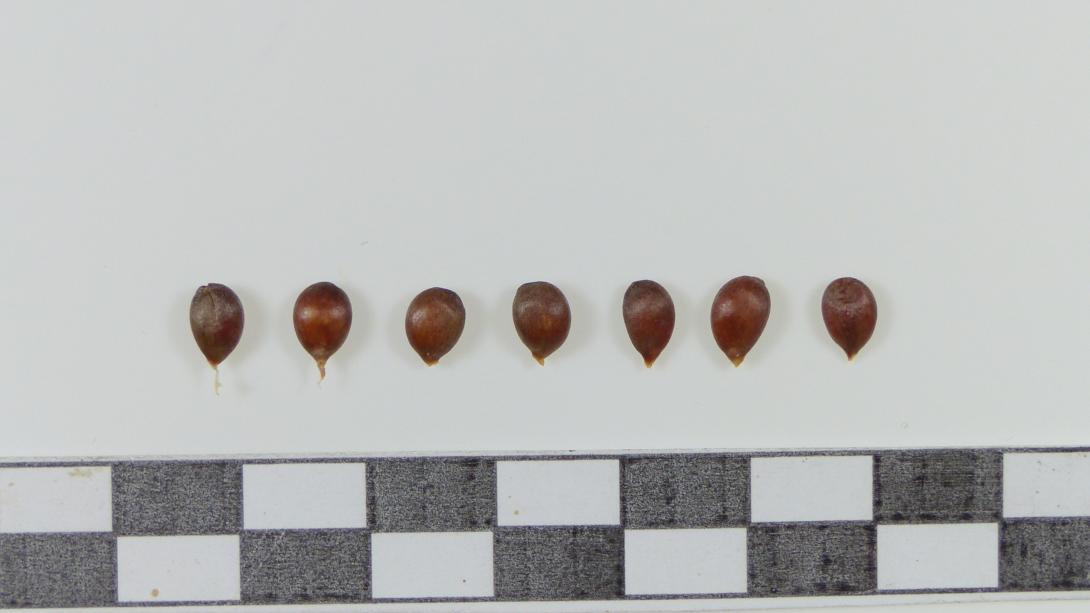 Siebenschläfer Kerne