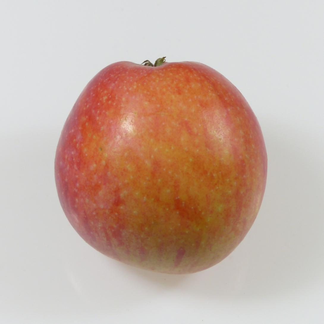 Siebenschläfer Profil