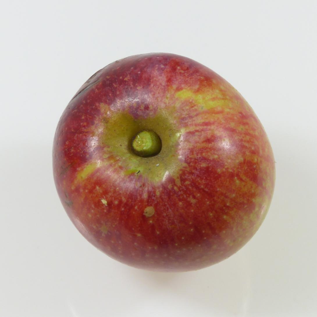 Siebenschläfer Stiel