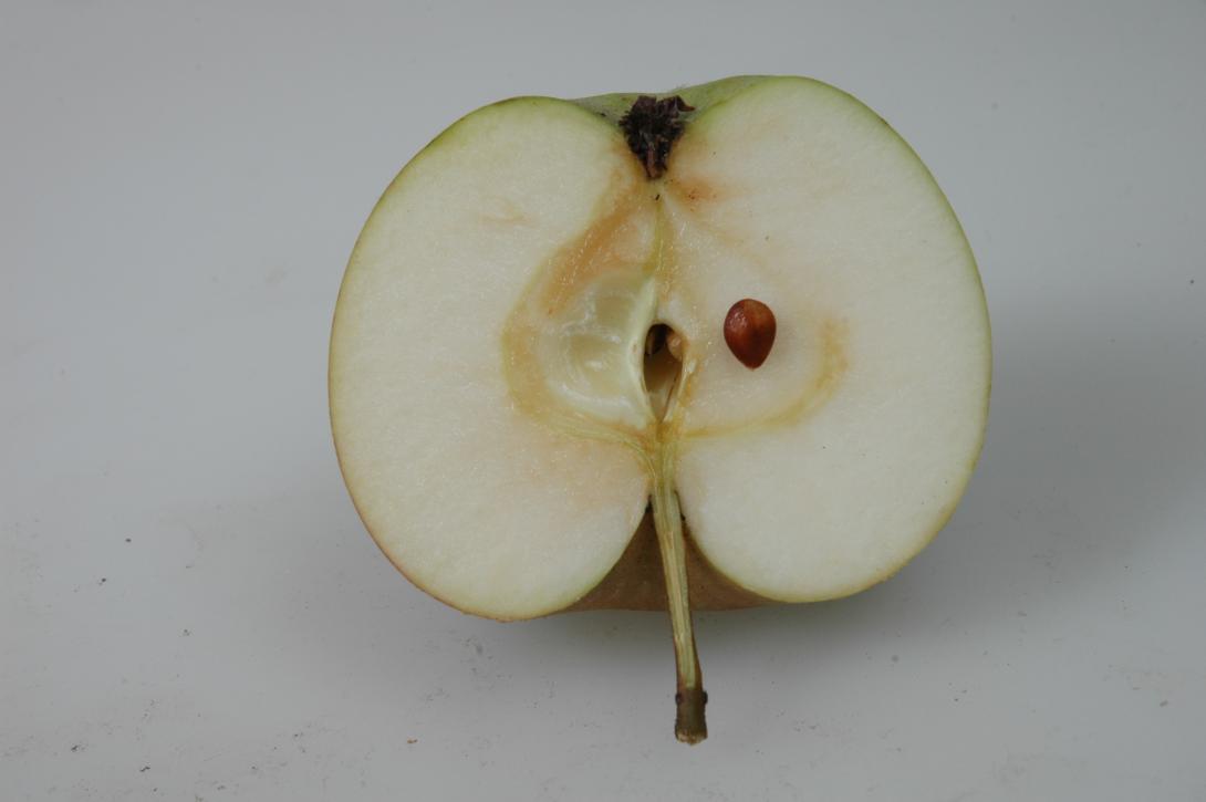 Tannenkrüger (geschnittene Frucht)