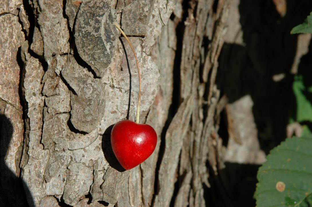 Dekorative Frucht - Tilgeners Rote Herkirsche