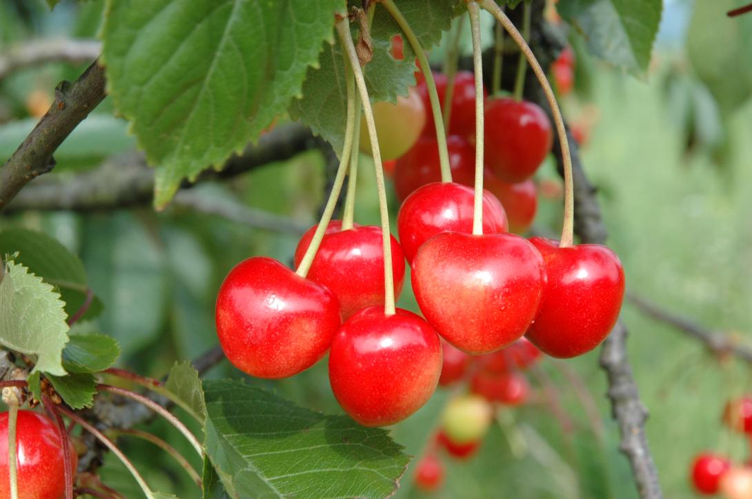 Tilgeners Rote Herkirsche
