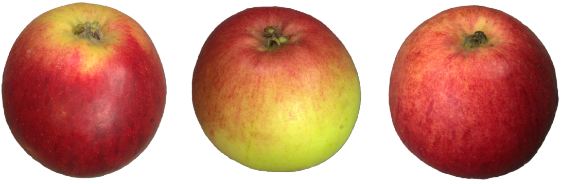 IDs: 646, 648 & 1538