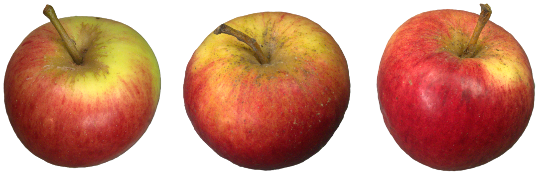 IDs: 648, 1537 & 1538