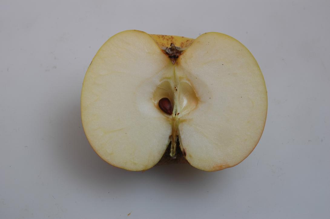 Westfälische Tiefblüte (geschnittene Frucht)