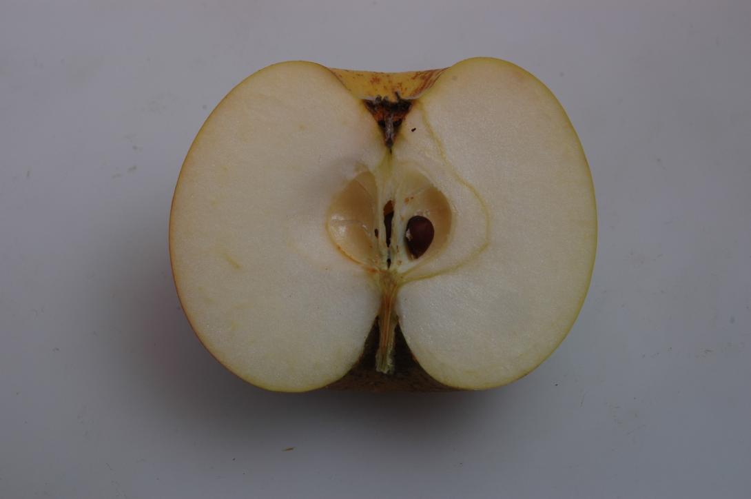 Westfälische Tiefblüte (geschnittene Frucht)