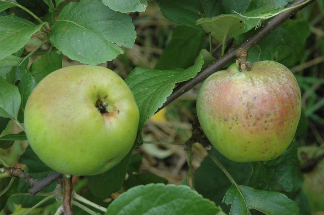 Westfälische Tiefblüte