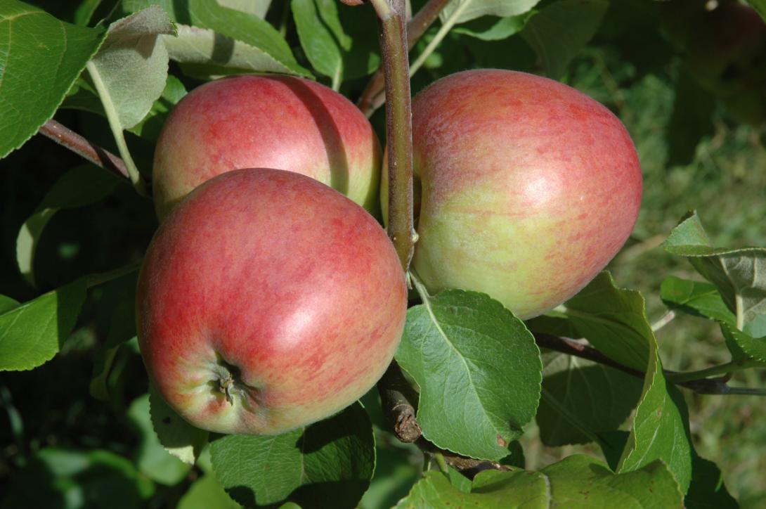Westfälischer Frühapfel