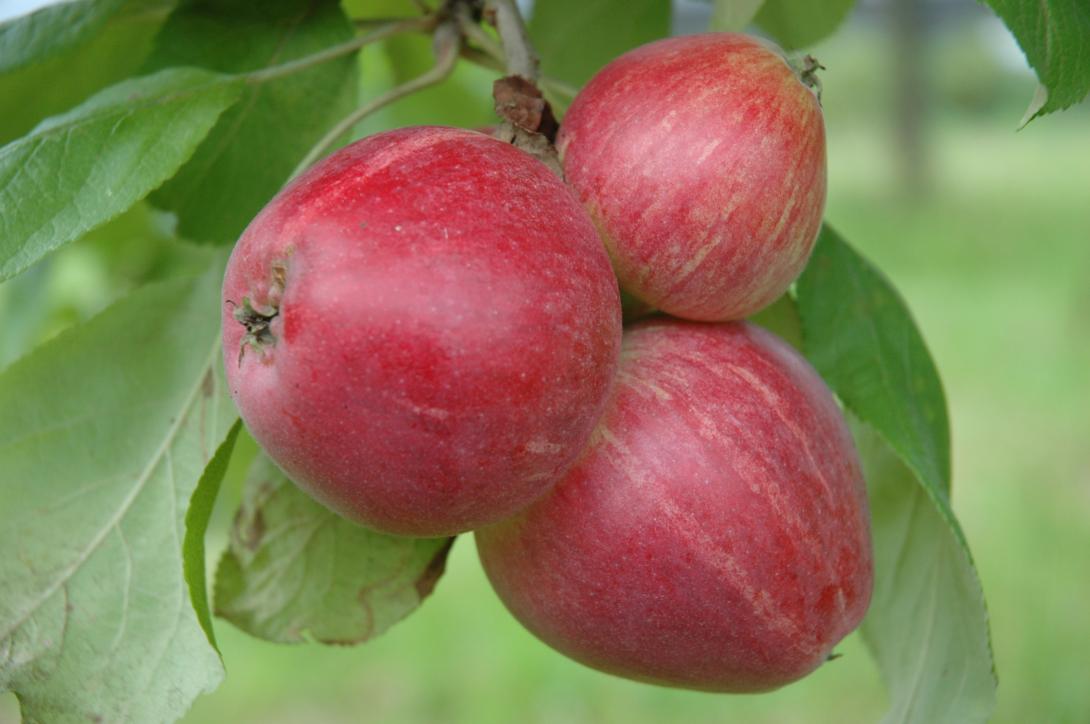 Westfälischer Frühapfel (Frucht am Baum)