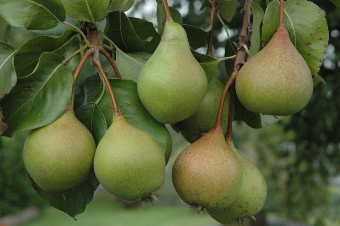 Winterköttelbirne