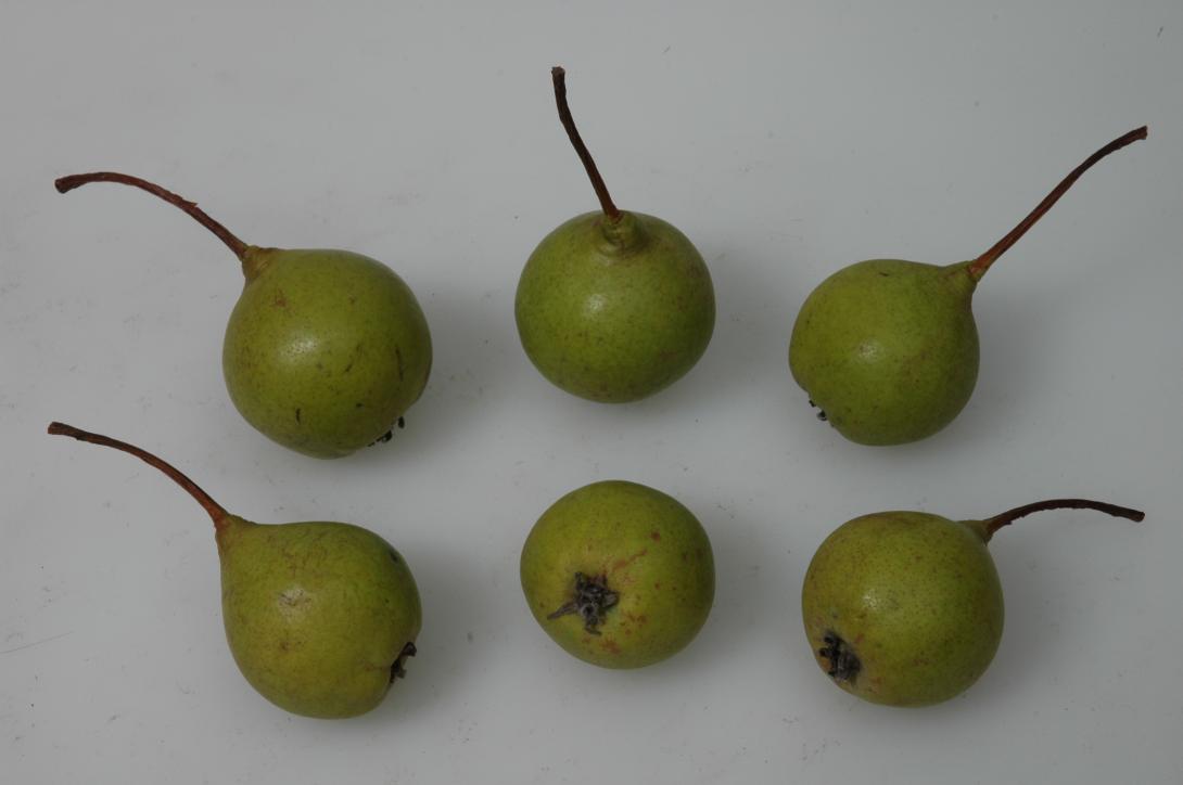 Winterköttelbirne