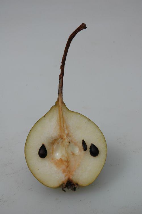 Winterköttelbirne