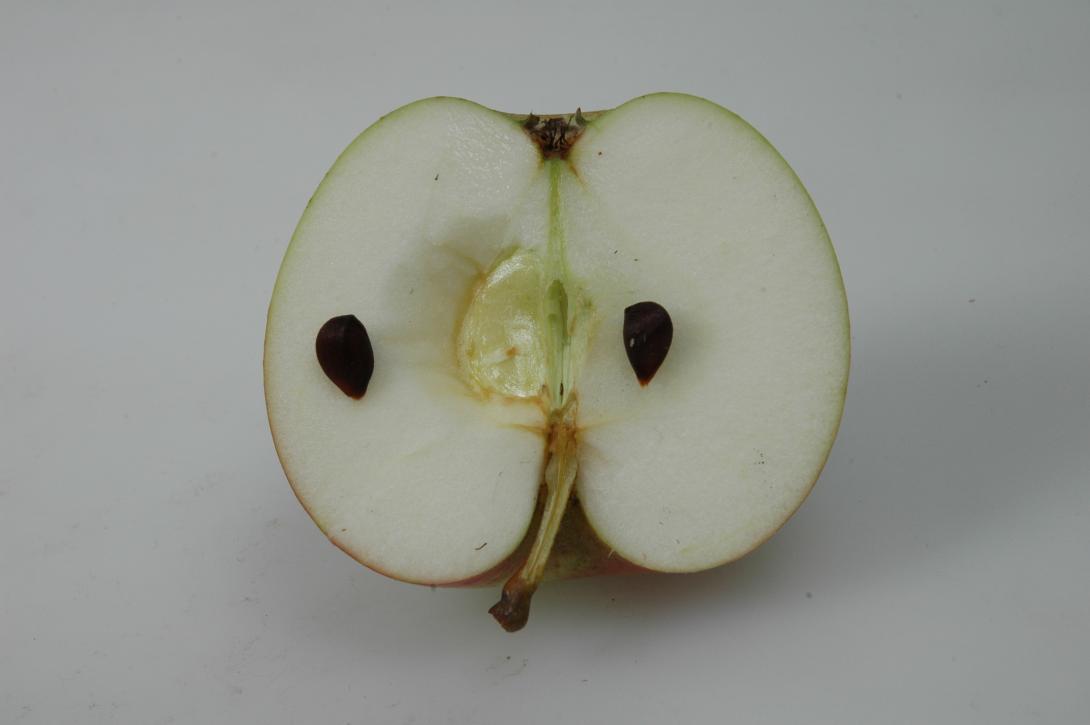 Zwiebelapfel (Münsterland)