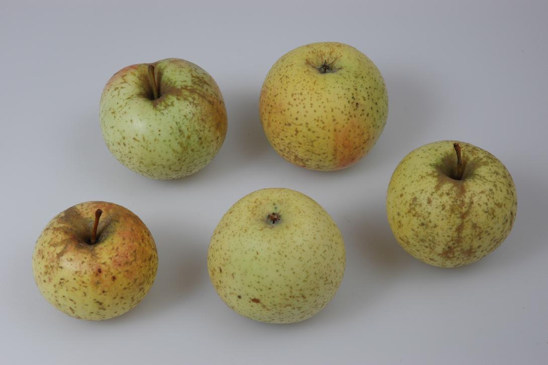 Zwiebelapfel (Münsterland)