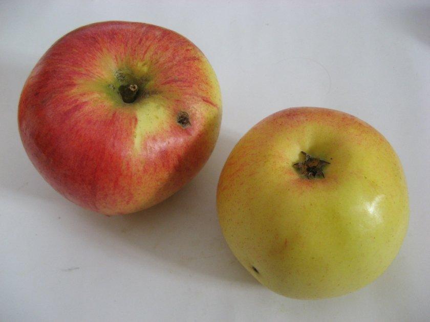 Peasgoods Sondergleichen Peasgoods Sondergleichen