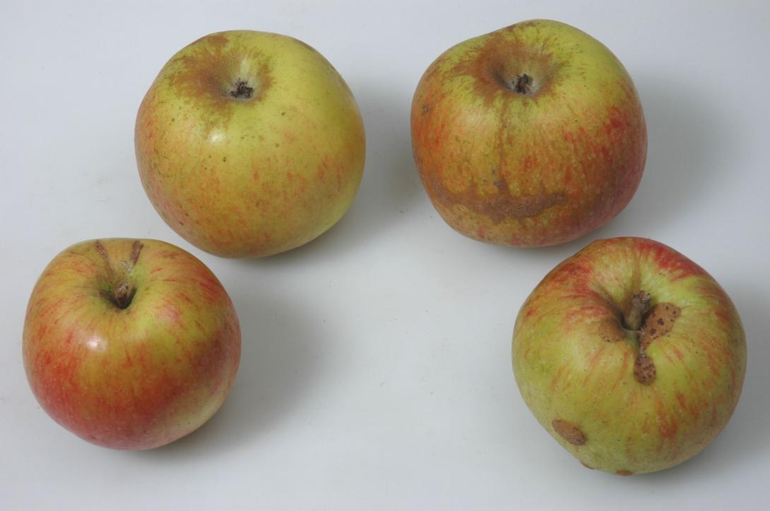 Geseker Klosterapfel (Studiofoto)