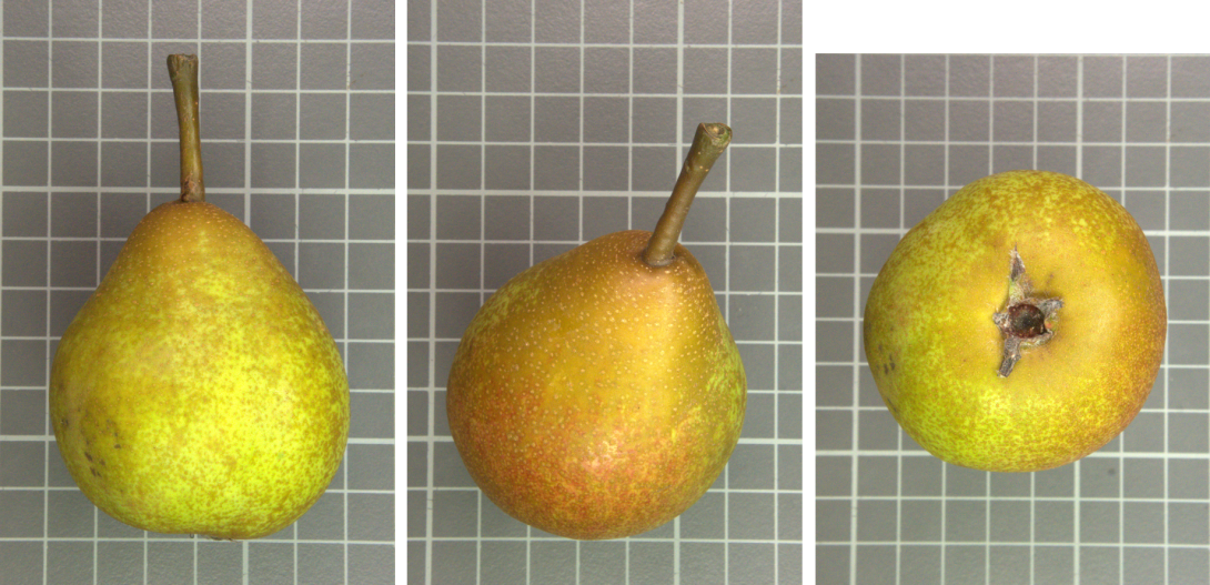 IDs: 568_1060523, 568_1060524, 568_1060526