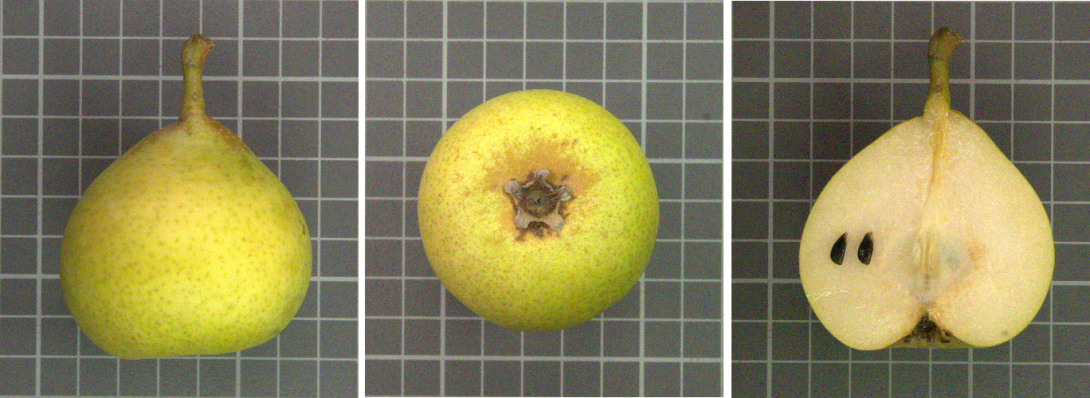 IDs: 1069_1090401, 1072_1090420, 1069_406