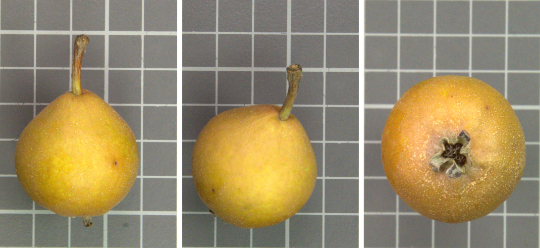 IDs: 977_1080930, 977_1080931, 977_1080932