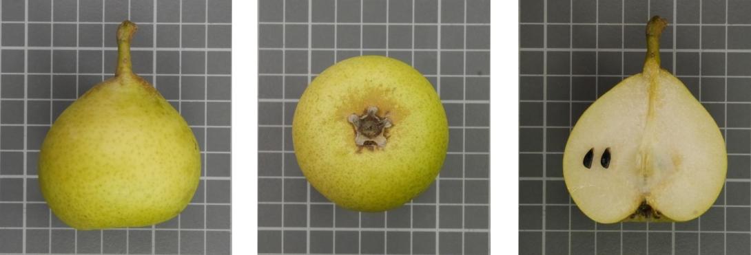 IDs: 1069_1090401, 1072_1090420, 1069_406