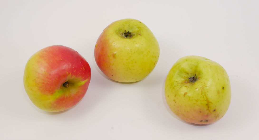 Bergischer Herrenapfel Übersicht Bergischer Herrenapfel Übersicht
