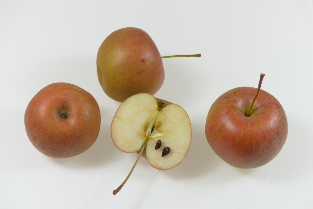 Carpentin Gruppenbild mit Längsschnitt