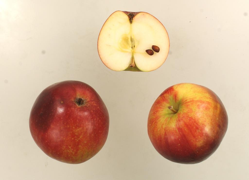 Purpurroter Wintercousinot