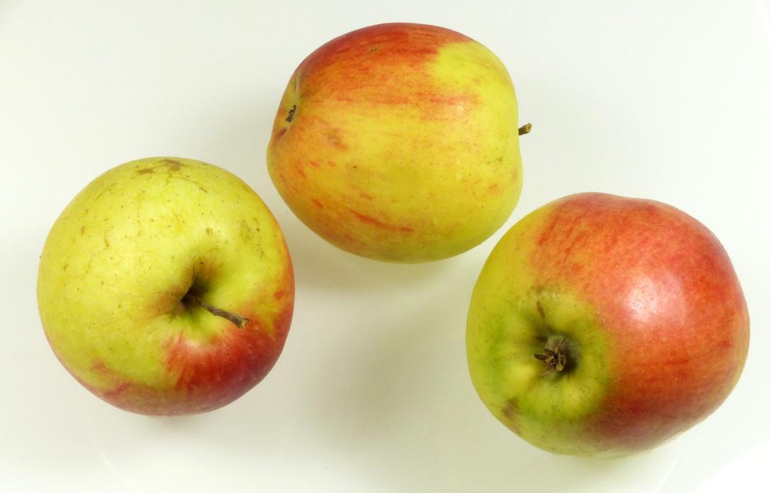 Friedberger Bohnapfel Gruppe