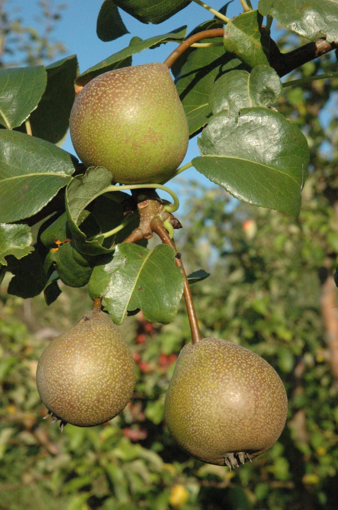 Goldhähnchen 
