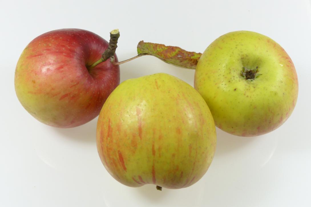 Hartapfel Gruppe